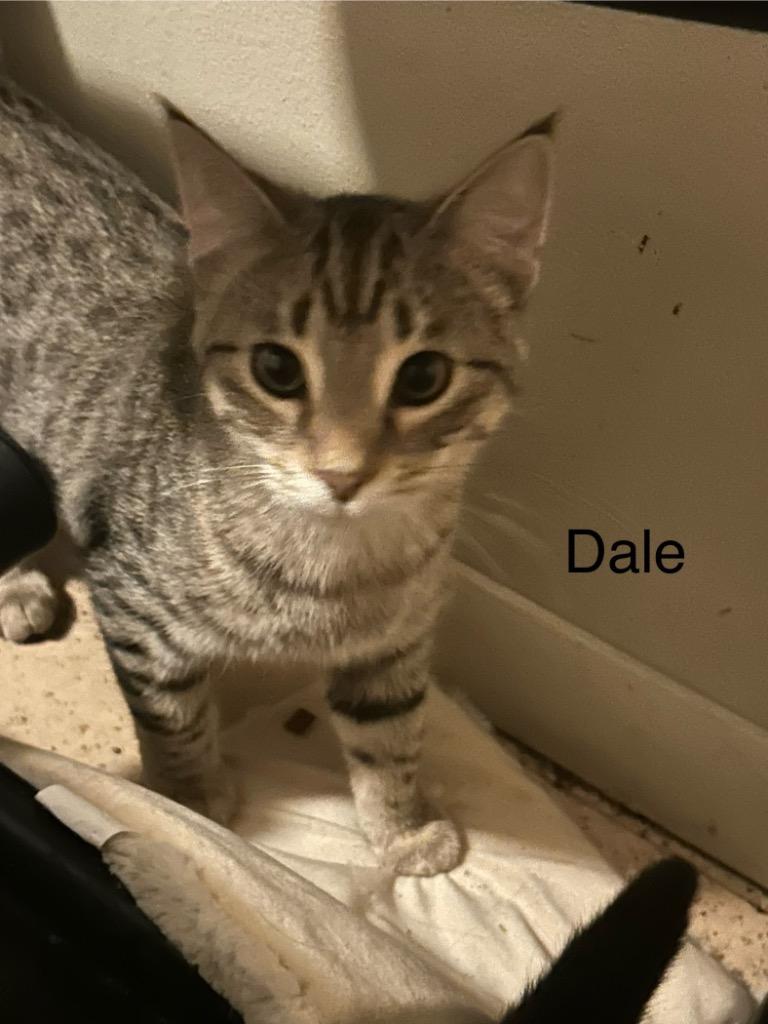 Dale, a Adoptable Domestic Short Hair in Cloquet, MN image 2/2