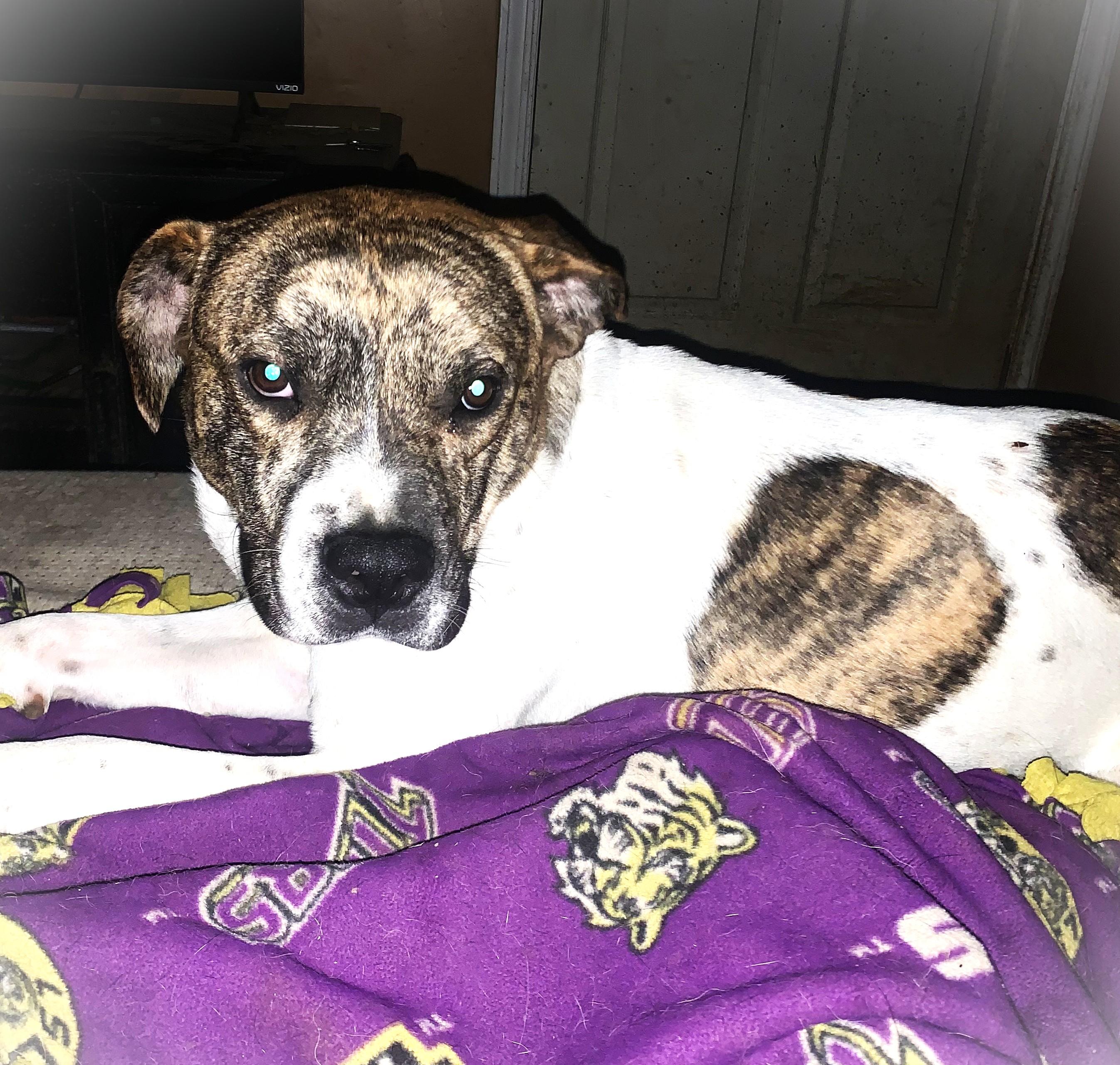 Buddy, ADOPTABLE, Young Male Mixed Breed.