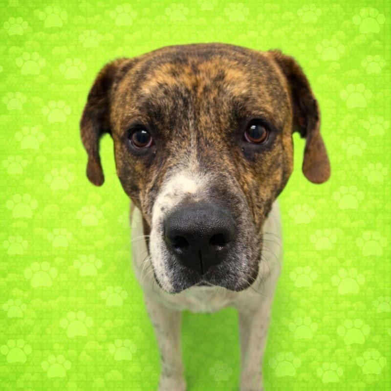 Enlarge Buddy, a ADOPTABLE Mixed Breed in Arlington, TN image 2/3