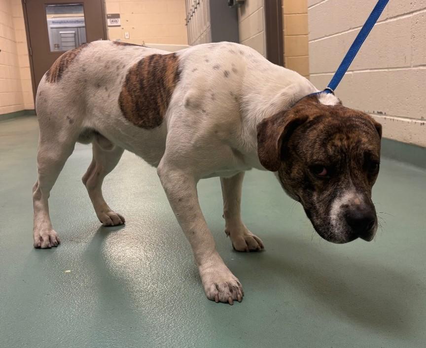 Enlarge Buddy, a ADOPTABLE Mixed Breed in Arlington, TN image 3/3