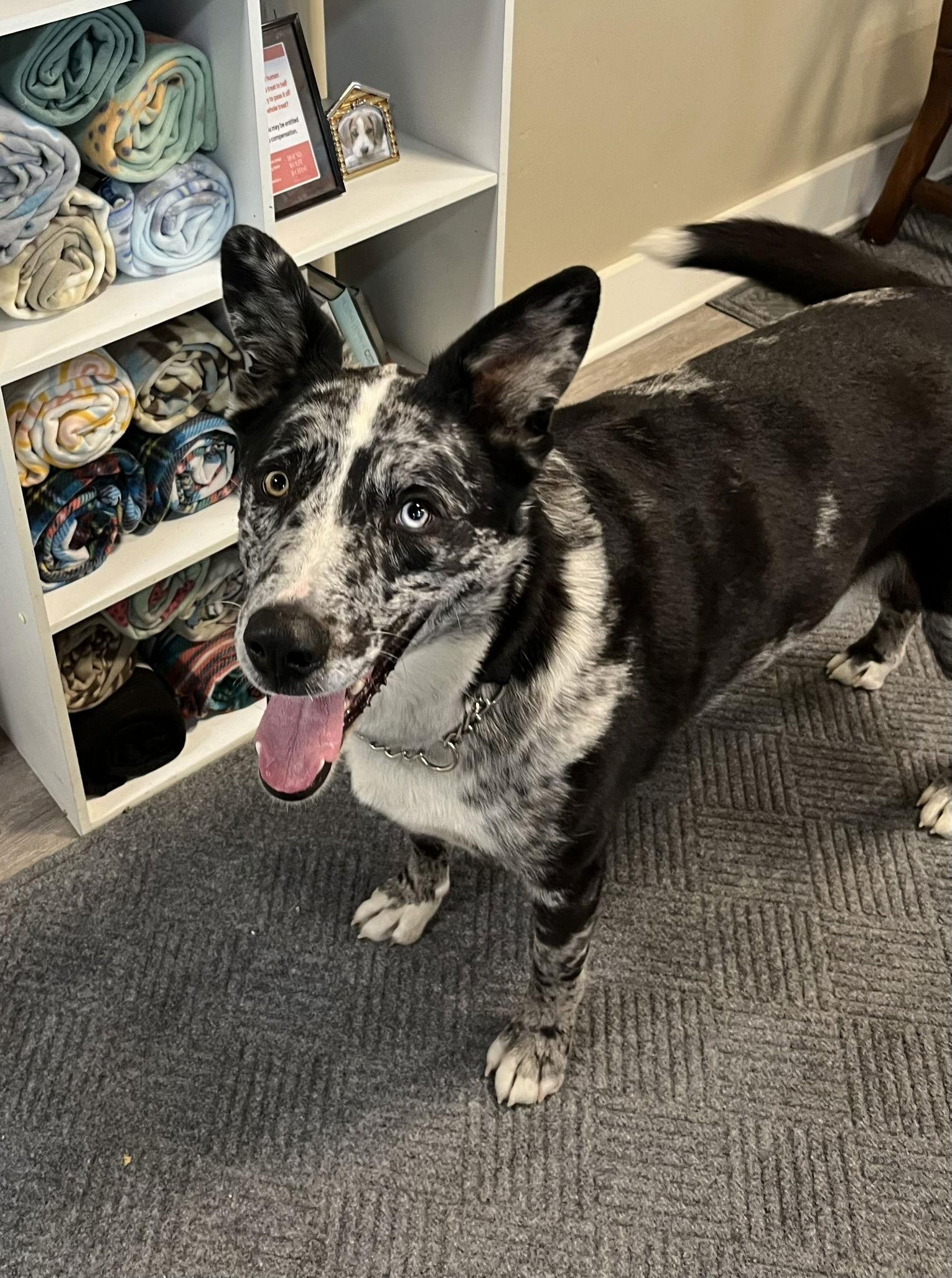 Enlarge Astro - In Foster, a Adopted Australian Cattle Dog / Blue Heeler in Emmett, ID image 1/3