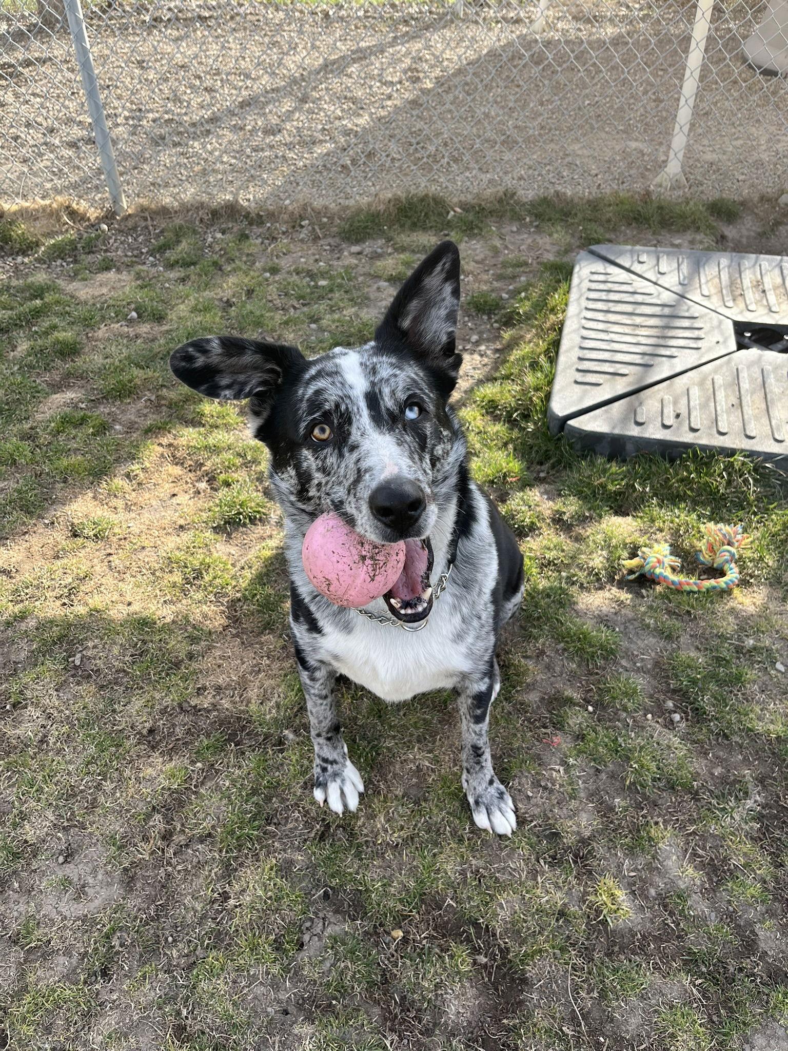 Enlarge Astro - In Foster, a Adopted Australian Cattle Dog / Blue Heeler in Emmett, ID image 2/3
