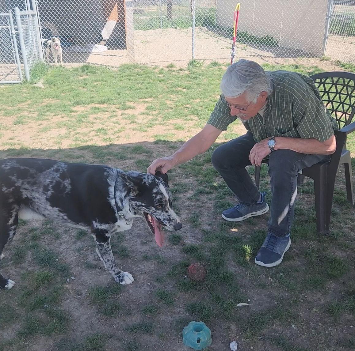 Enlarge Astro - In Foster, a Adopted Australian Cattle Dog / Blue Heeler in Emmett, ID image 3/3