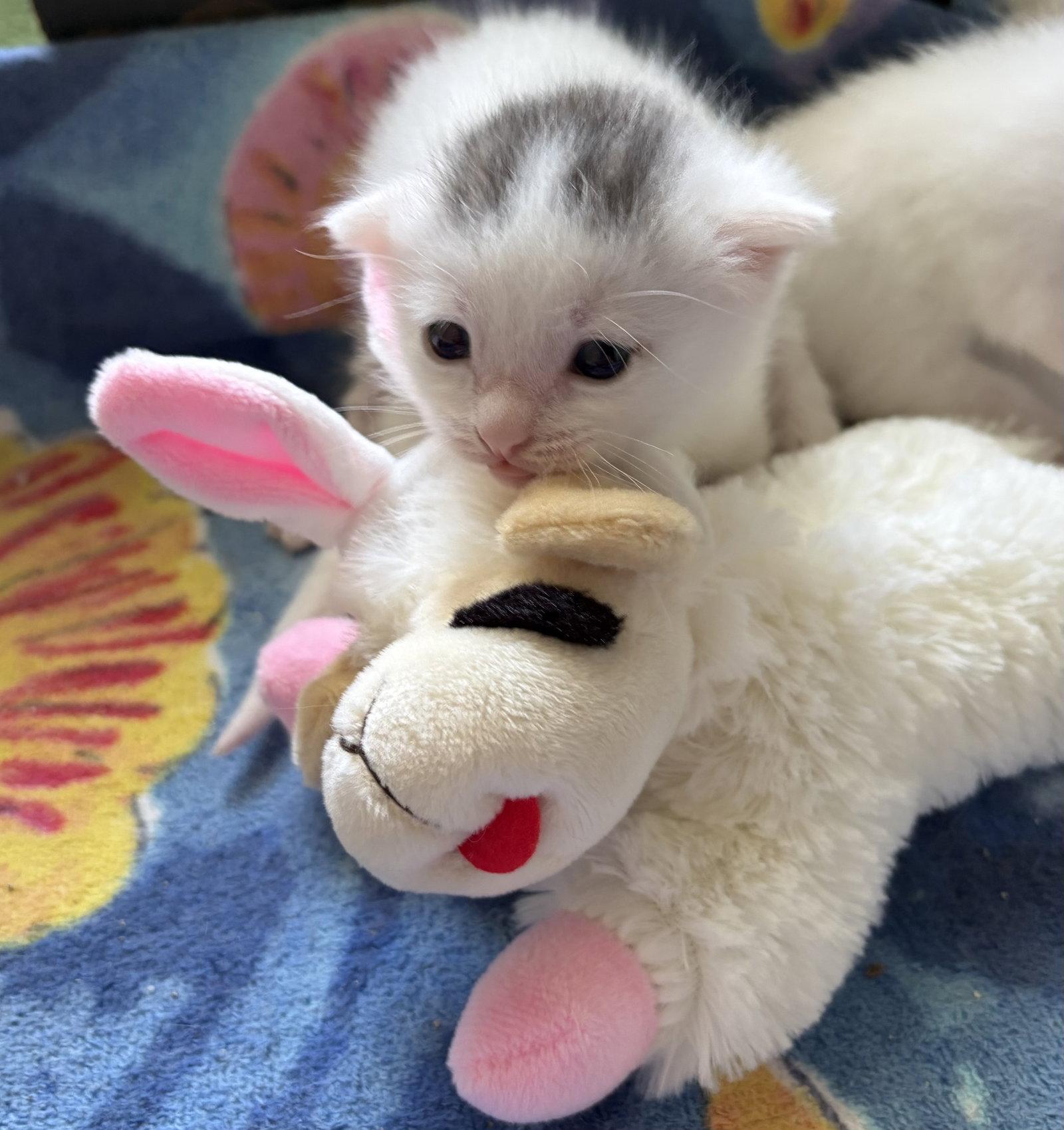 Addie, a Adoptable American Shorthair in Orlando, FL image 1/3