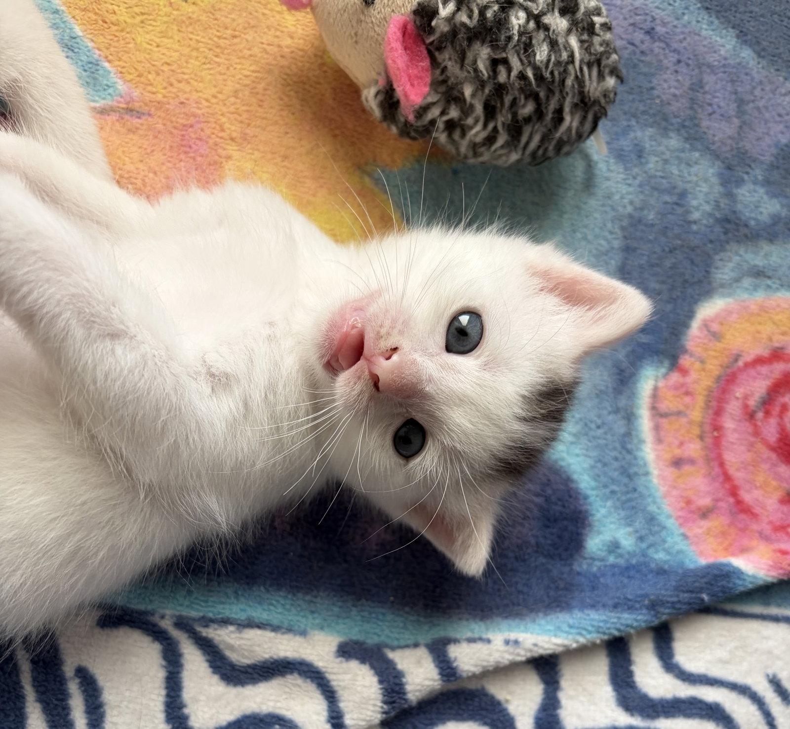 Addie, a Adoptable American Shorthair in Orlando, FL image 3/3