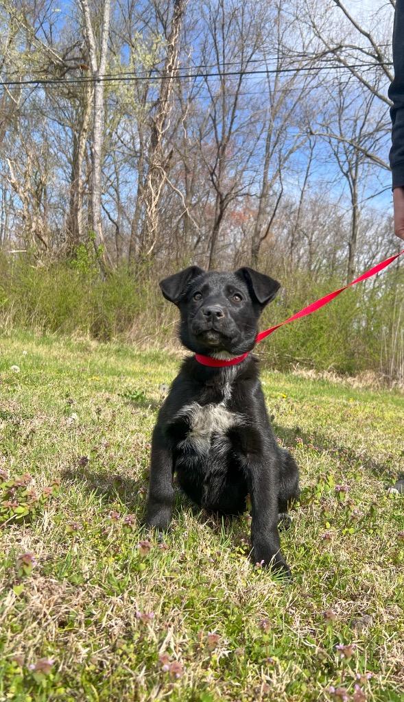 Sundae, Adoptable, Puppy Female Husky & Mixed Breed.