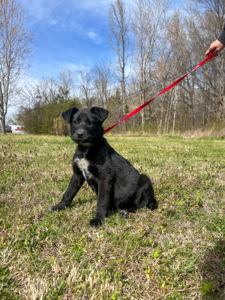Enlarge Sundae, a Adoptable mixed breed in Murray, KY image 2/2