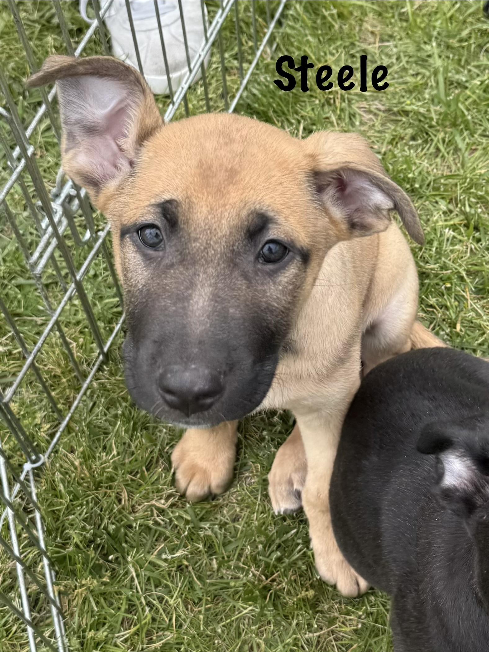Enlarge Kodiak and Steele, a ADOPTABLE mixed breed in Succasunna, NJ image 2/4