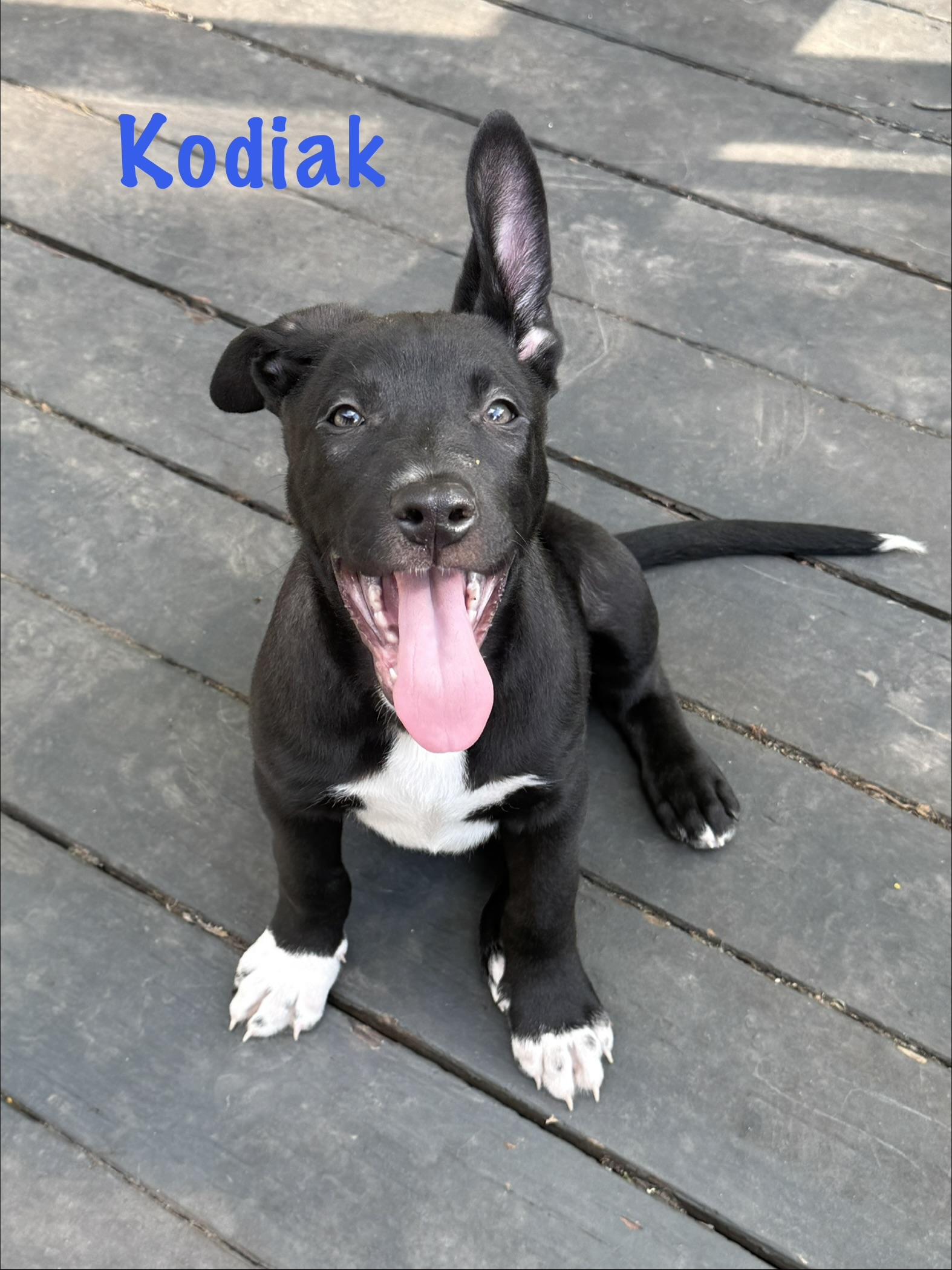 Enlarge Kodiak and Steele, a ADOPTABLE mixed breed in Succasunna, NJ image 3/4