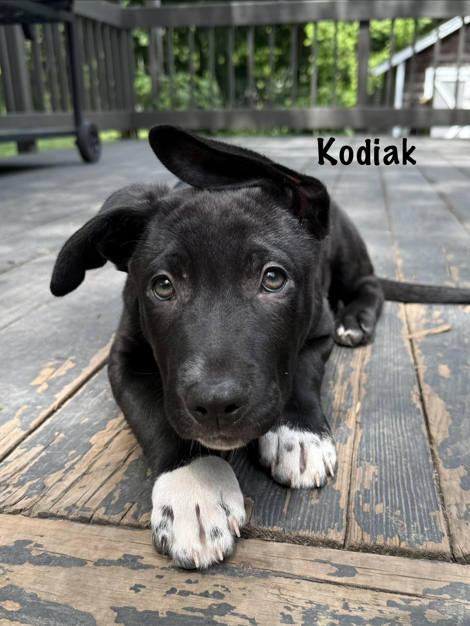 Enlarge Kodiak and Steele, a ADOPTABLE mixed breed in Succasunna, NJ image 1/4