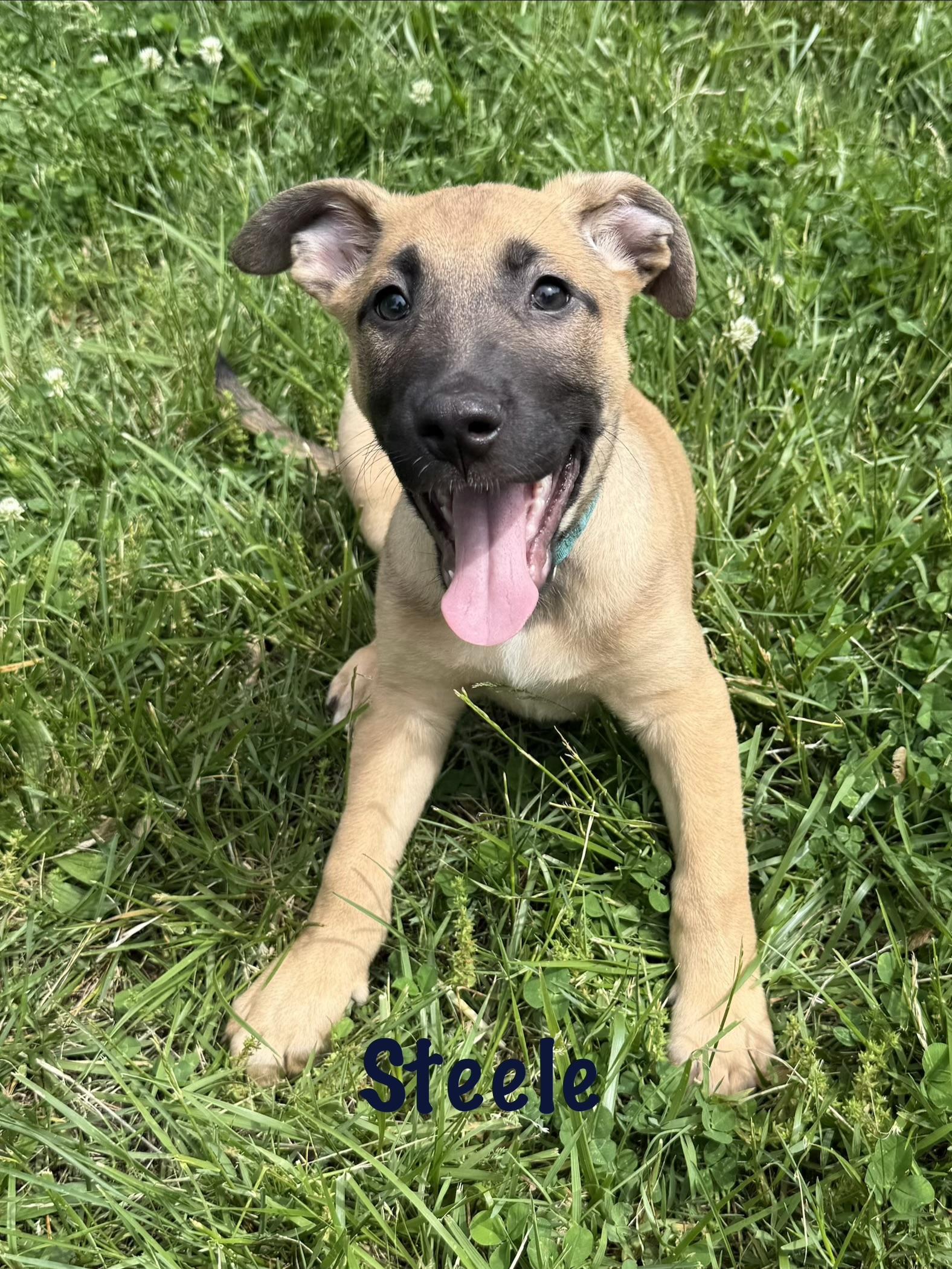 Enlarge Kodiak and Steele, a ADOPTABLE mixed breed in Succasunna, NJ image 4/4