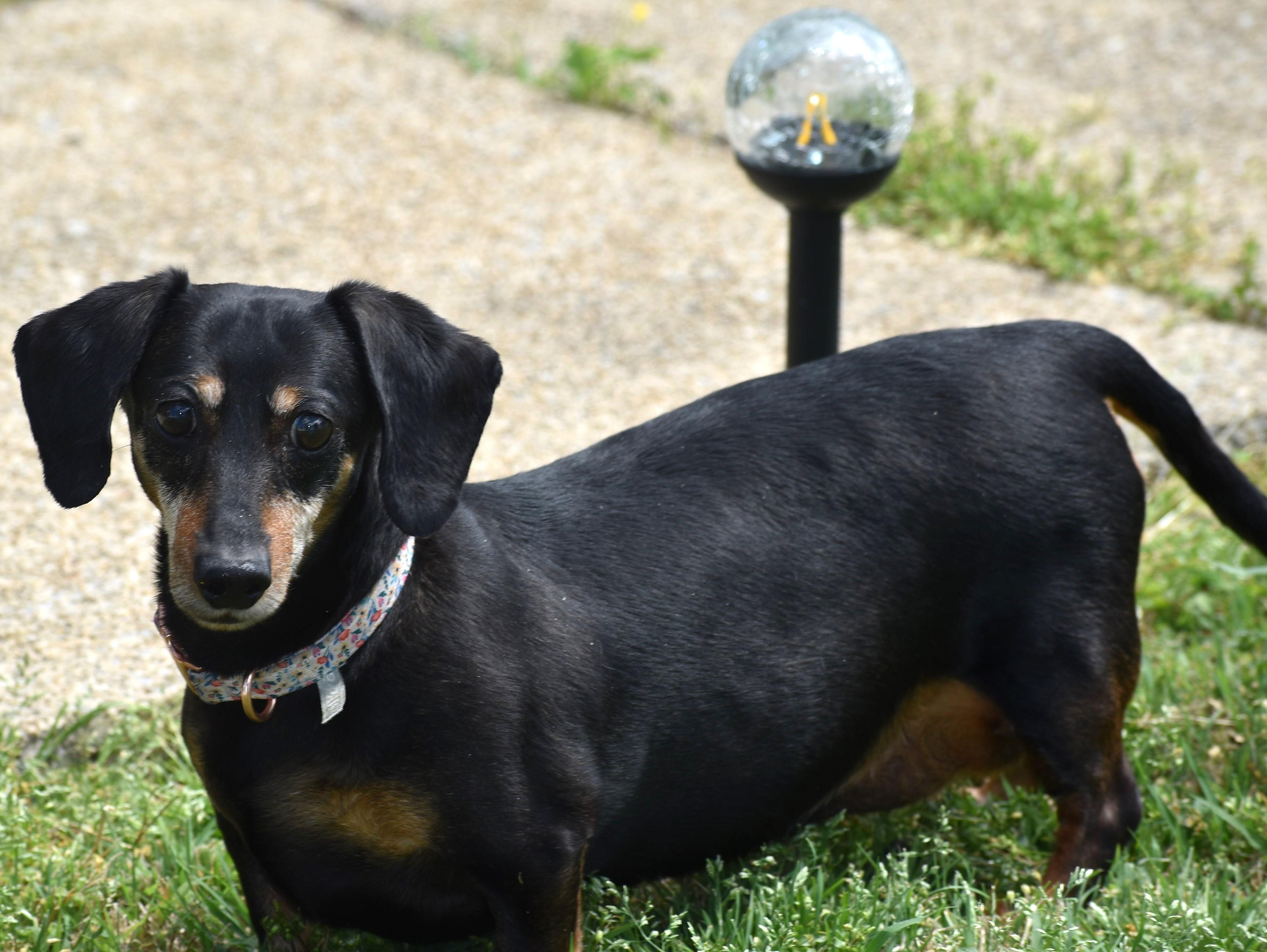Enlarge Dixie in TN (looking for a forever foster), a ADOPTABLE Dachshund in Shelbyville, TN image 5/5