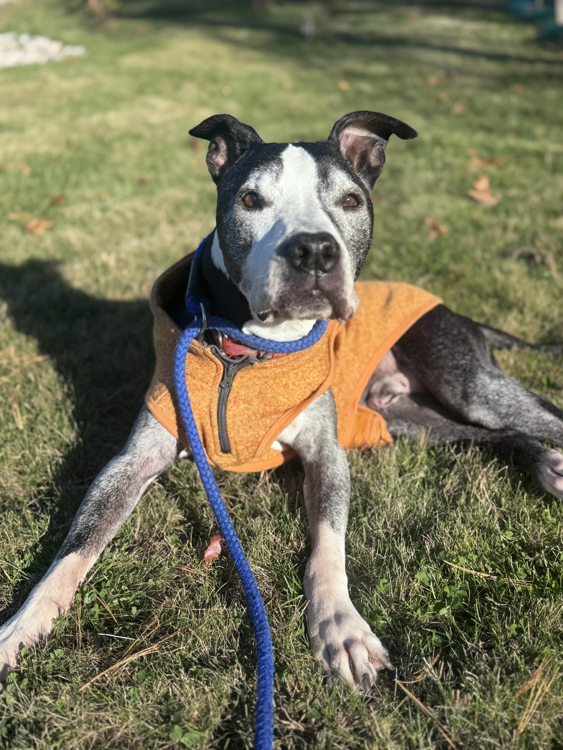 Kane (Lexi-fostered in New England), Adoptable, Senior Male Pit Bull Terrier & American Bully.