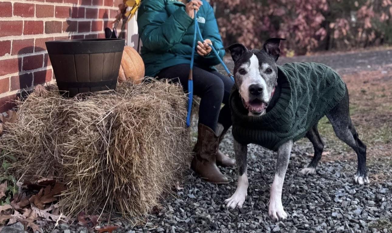 Kane (Lexi-fostered in New England)