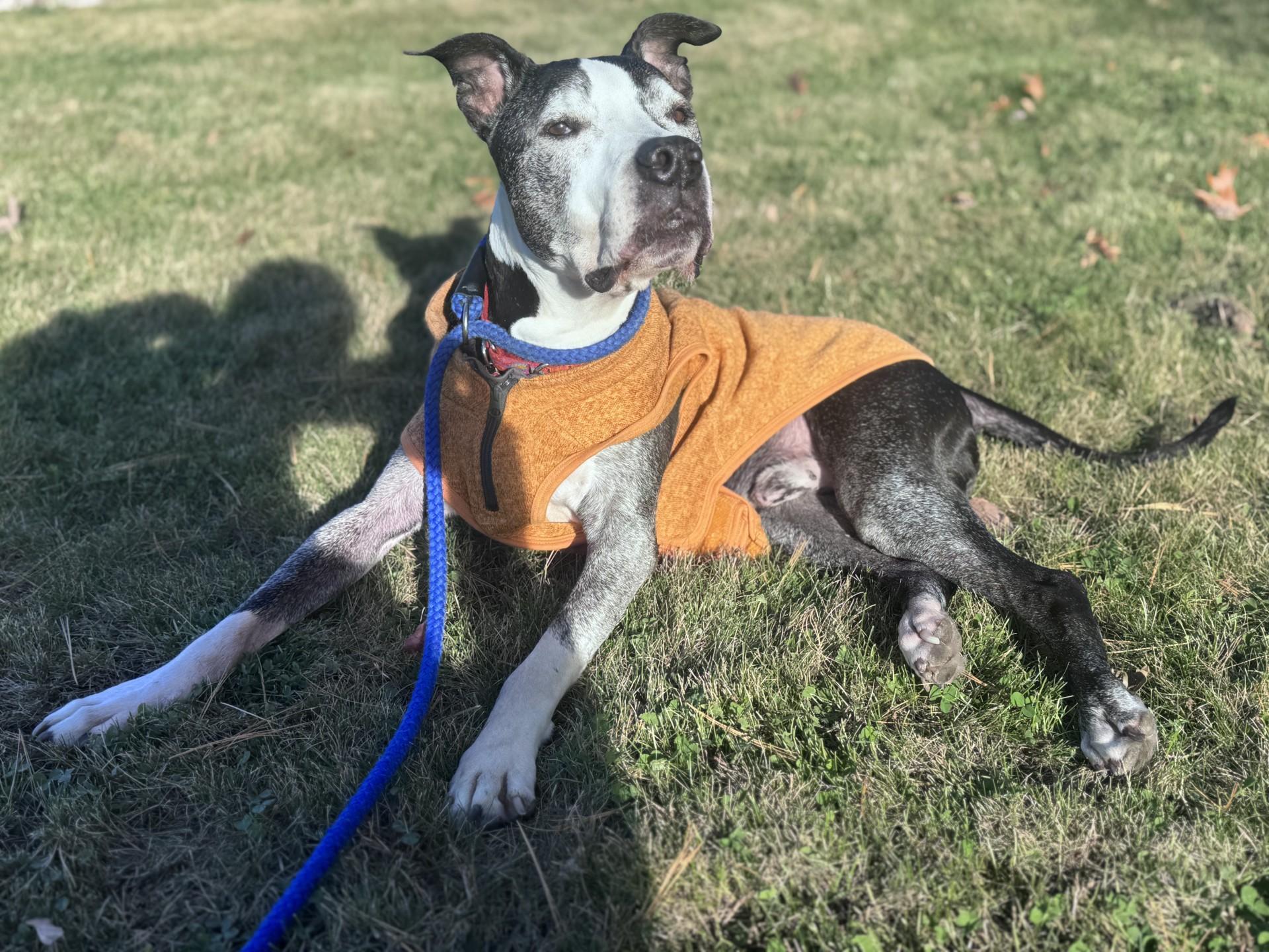 Kane (Lexi-fostered in New England)