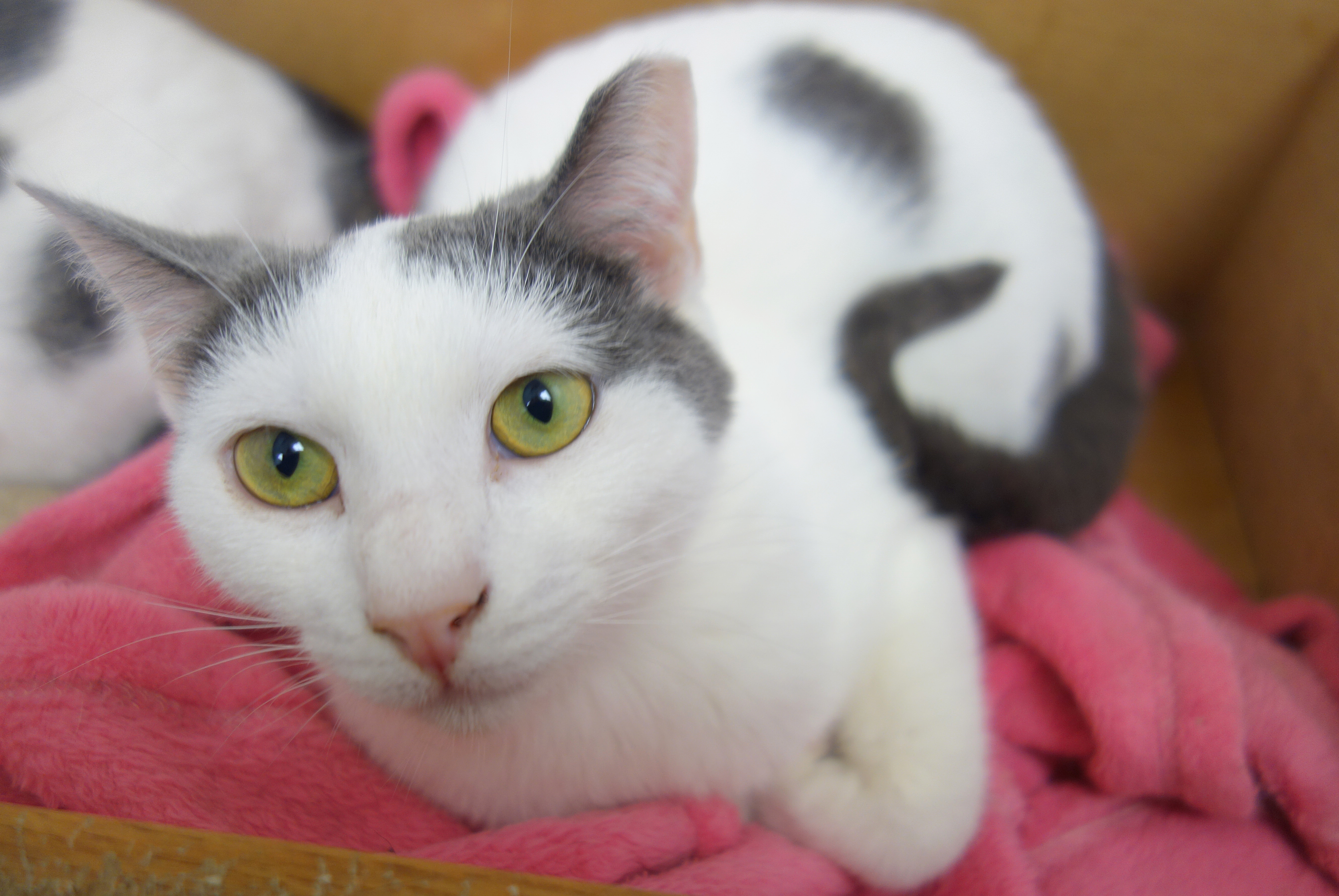 Frisky, a Adoptable Domestic Short Hair in Gouldsboro, PA image 2/2