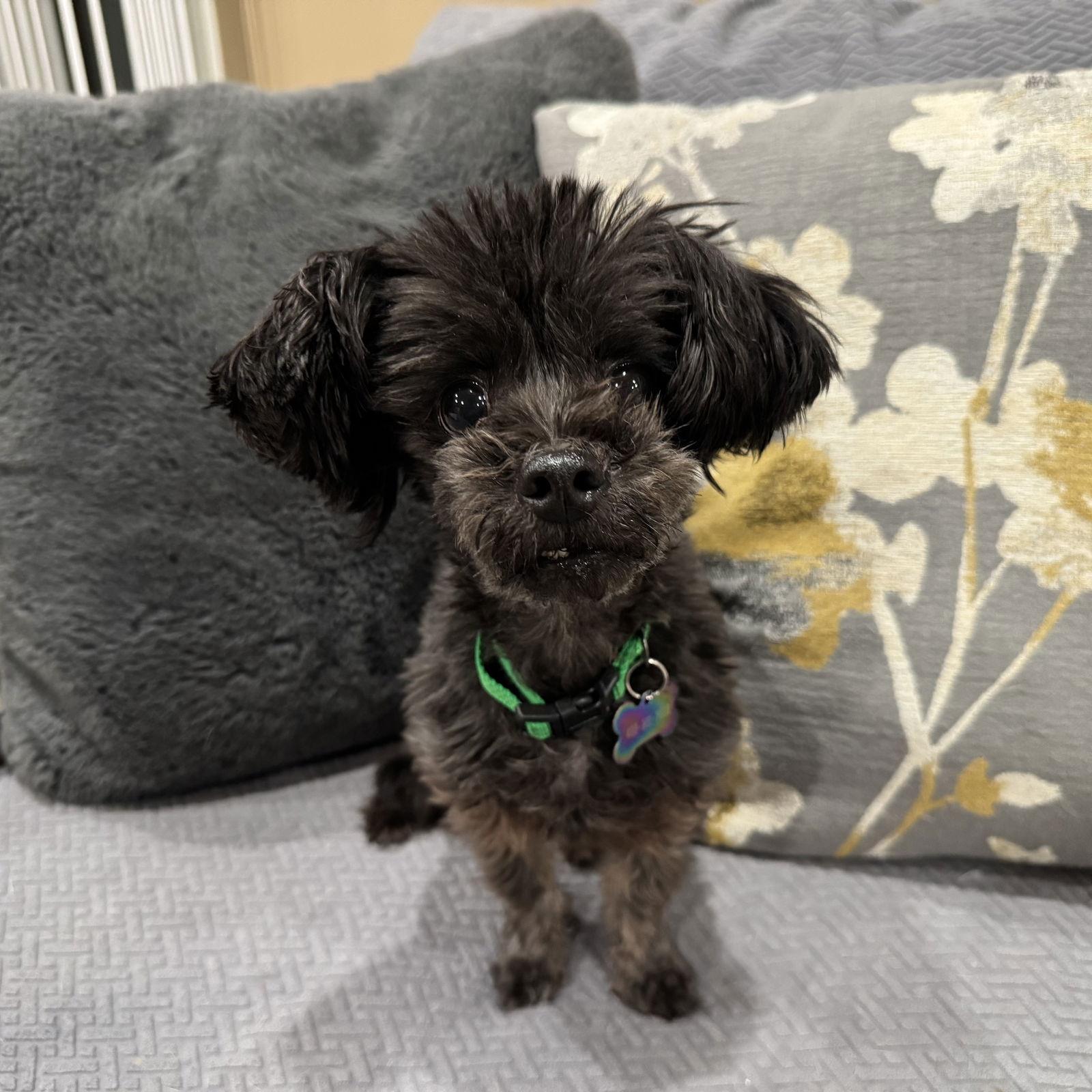 Enlarge Chewy, a Adoptable mixed breed in Santa Clara, CA image 1/3