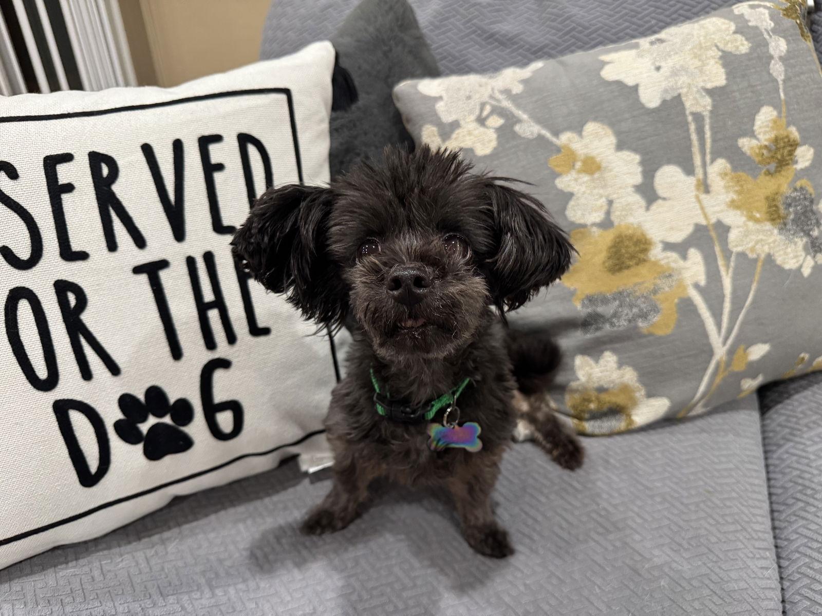 Enlarge Chewy, a Adoptable mixed breed in Santa Clara, CA image 2/3