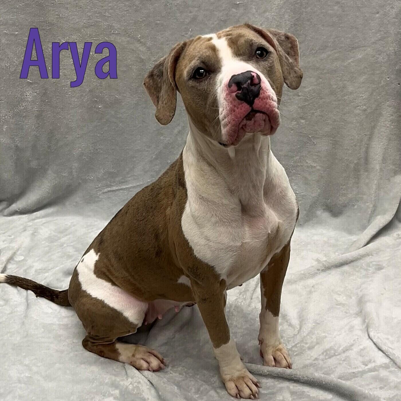 Arya, ADOPTABLE, Adult Female Hound & Terrier.