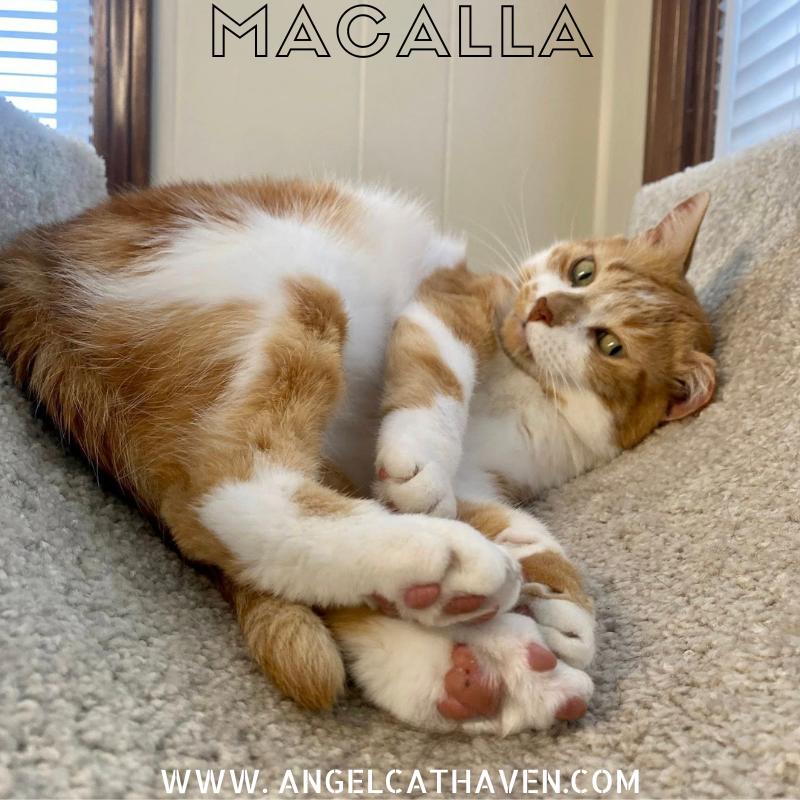 Macalla, Adult Female unknown