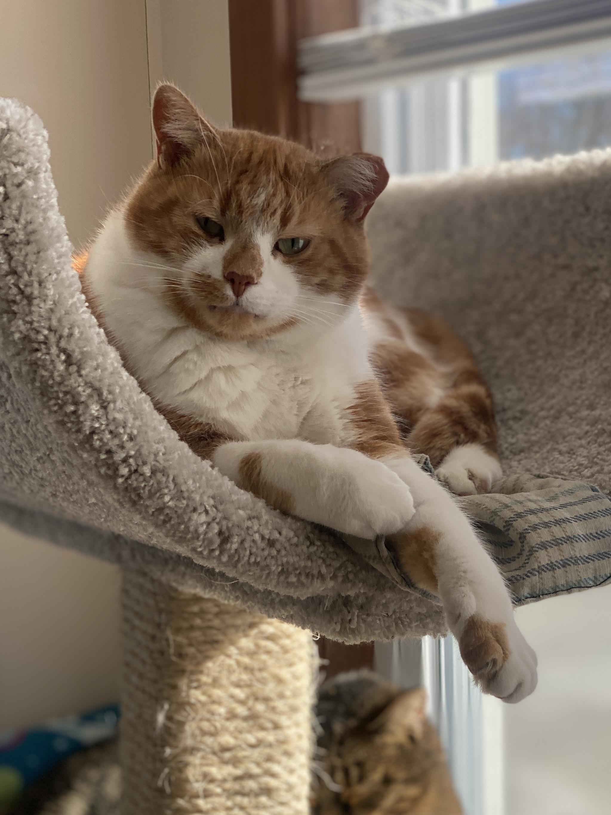 Macalla, a Adoptable Domestic Short Hair in Plainville, MA image 2/6