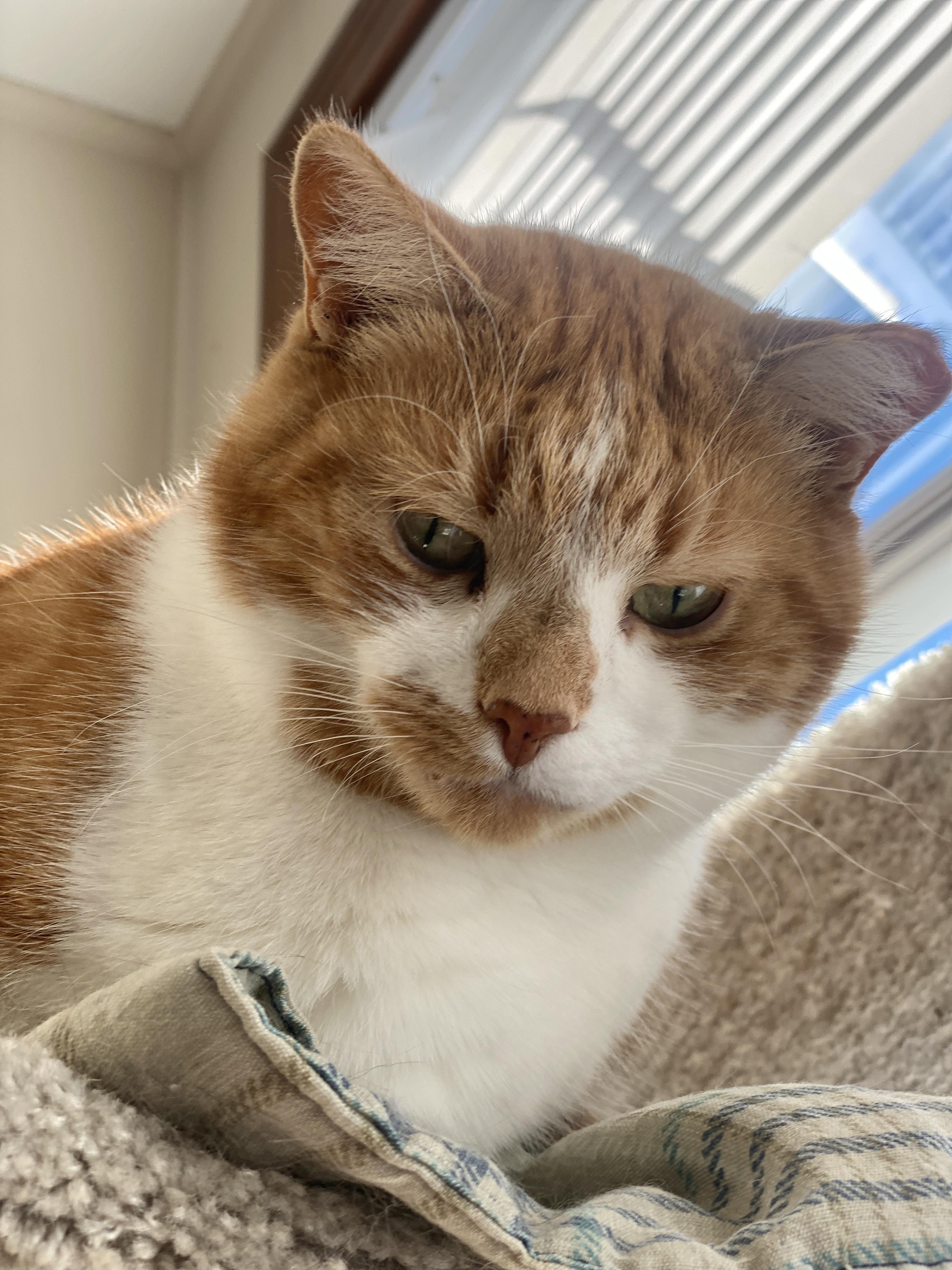 Macalla, a Adoptable Domestic Short Hair in Plainville, MA image 3/6