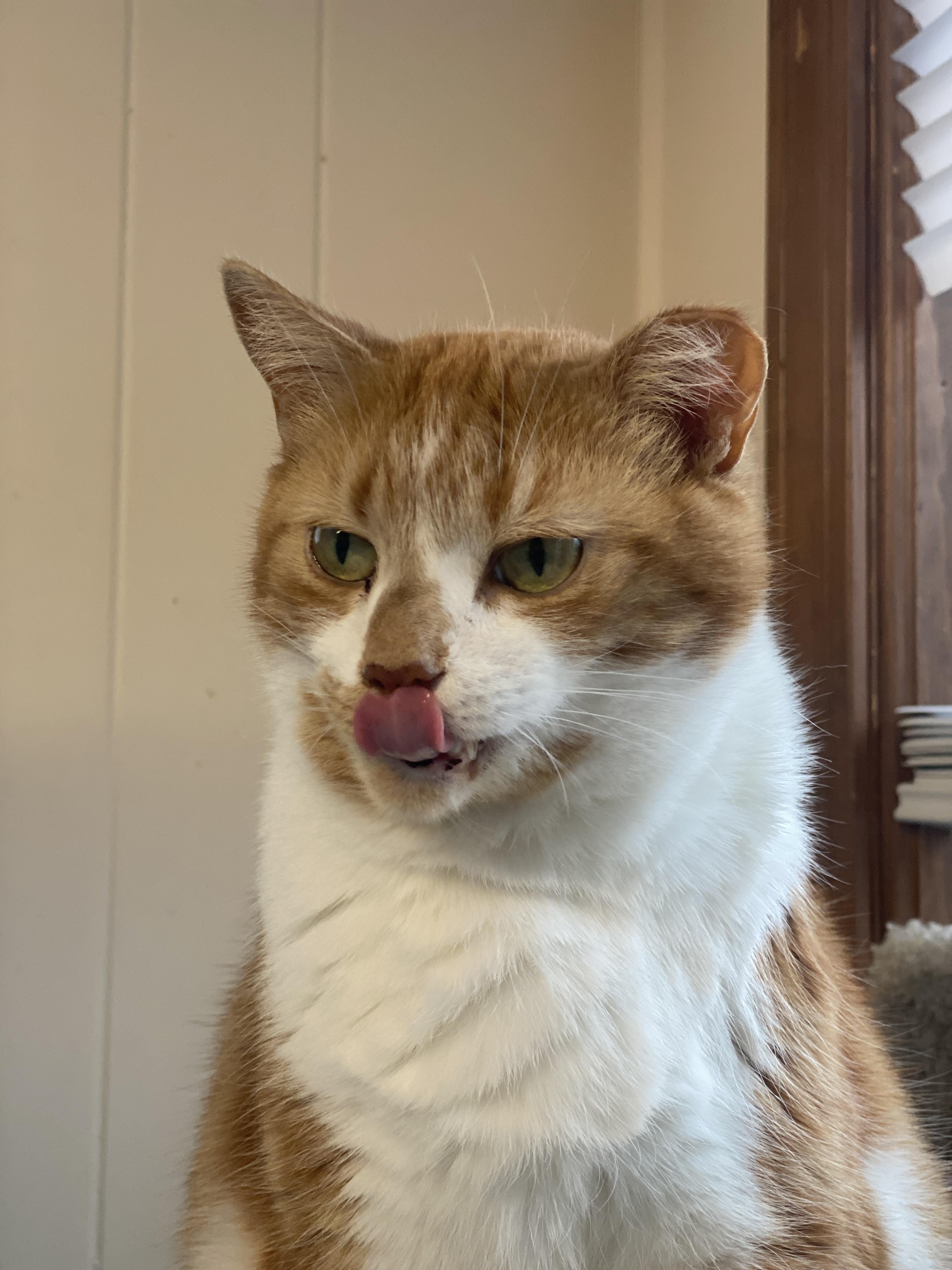 Macalla, a Adoptable Domestic Short Hair in Plainville, MA image 5/6