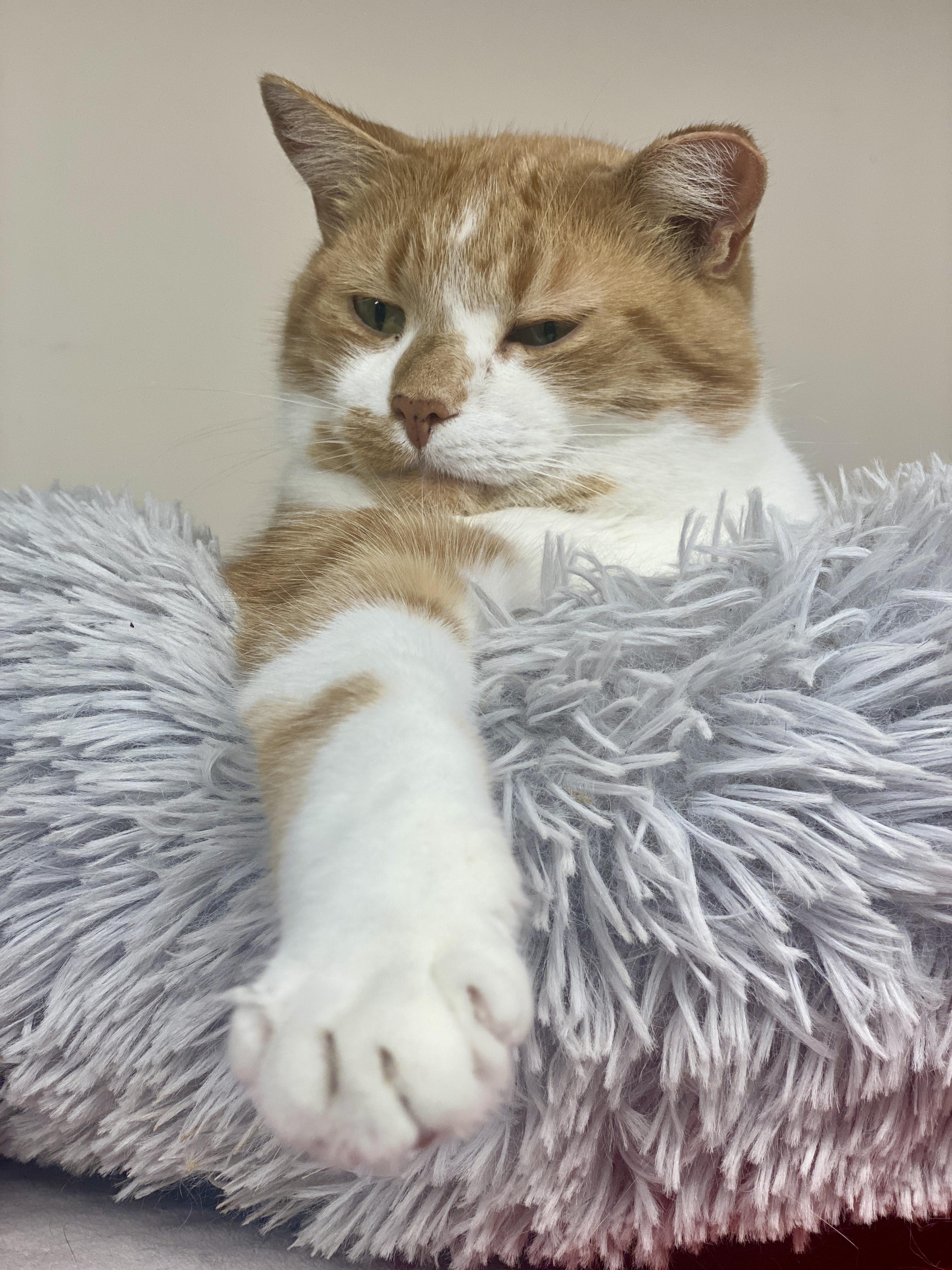 Macalla, a Adoptable Domestic Short Hair in Plainville, MA image 6/6