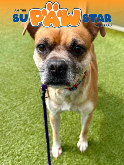 Smoky, a Adoptable mixed breed in Wichita, KS image 2/3
