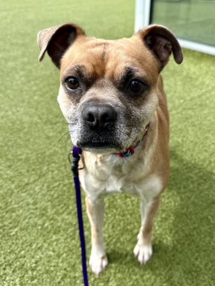 Smoky, a Adoptable mixed breed in Wichita, KS image 2/3