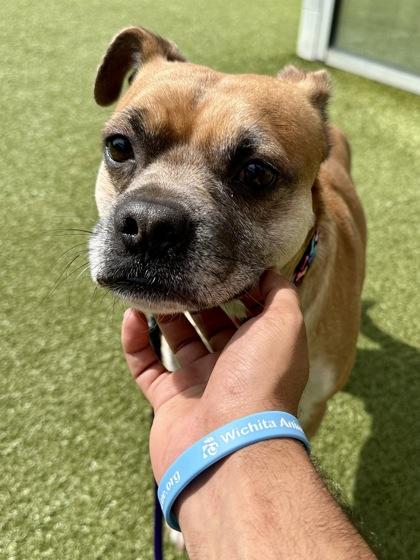 Smoky, a Adoptable mixed breed in Wichita, KS image 3/3
