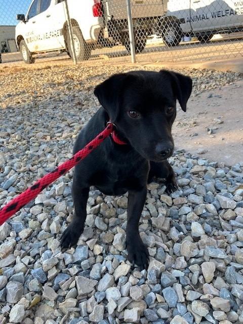 Flint, Adoptable, Adult Male Corgi & Dachshund.