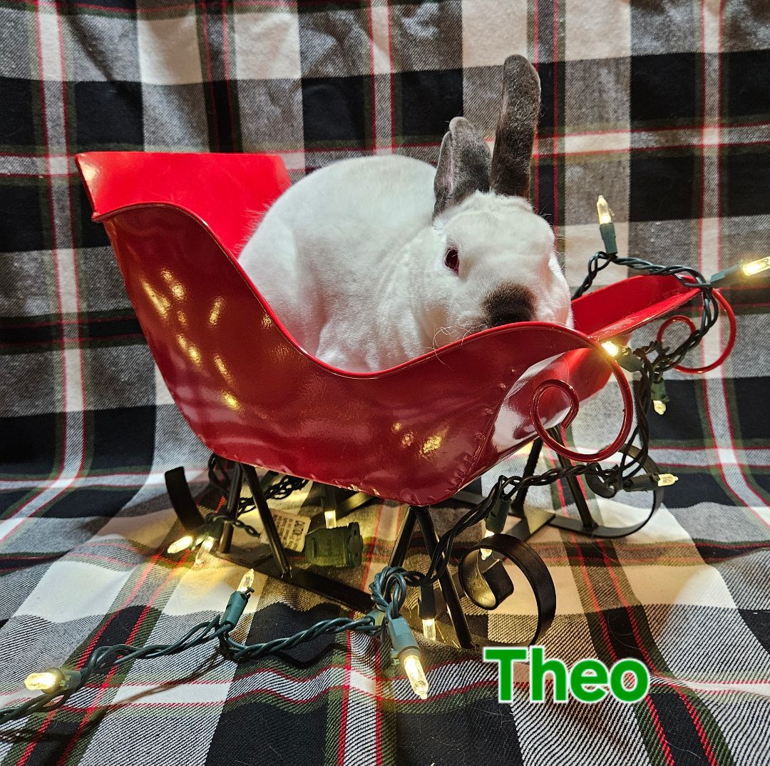 Theo, Adoptable, Young Male Rex & Californian.