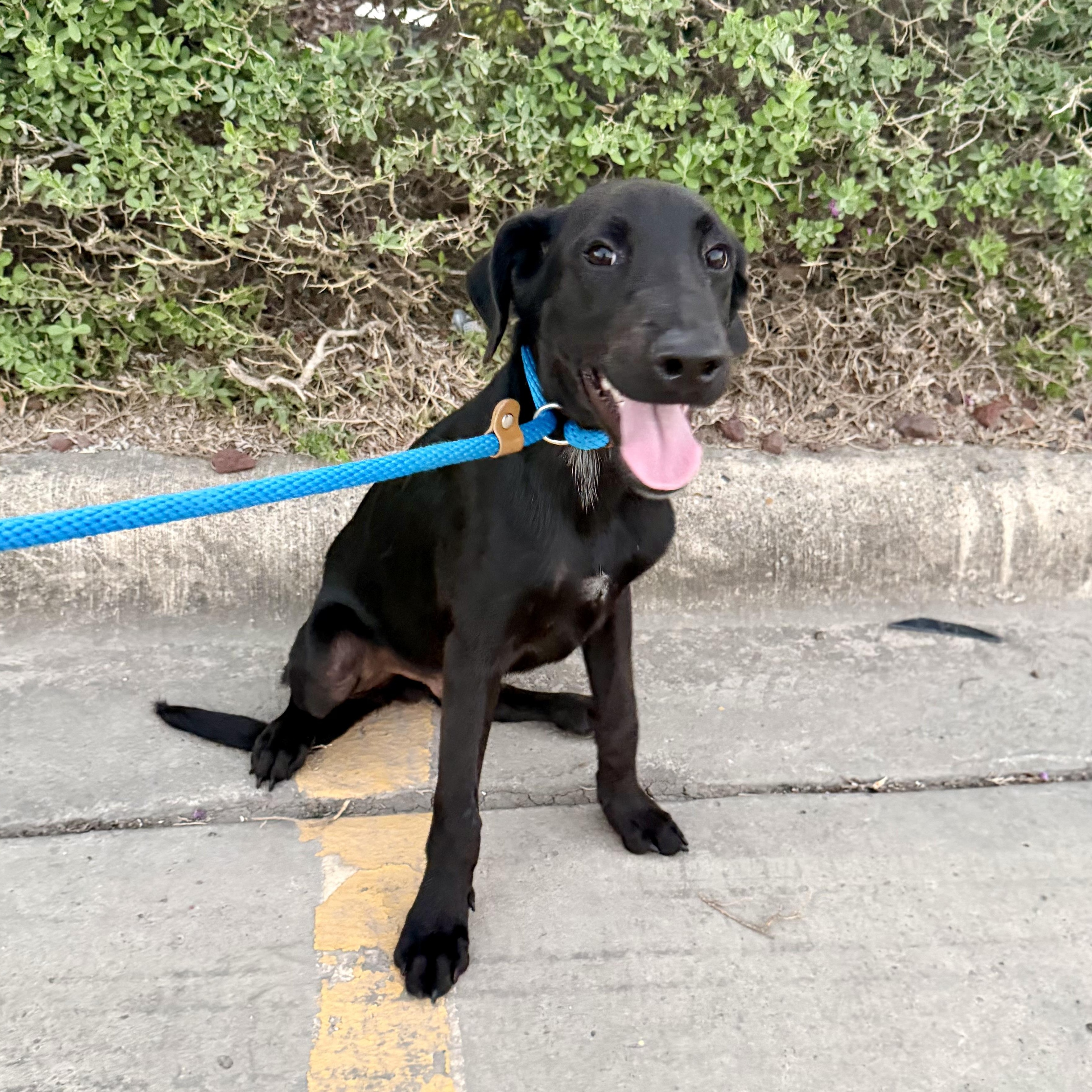 Archie, Adoptable, Puppy Male Labrador Retriever & Pointer.