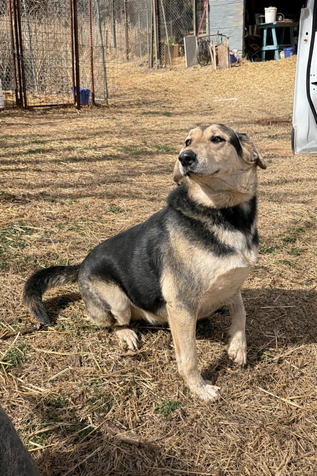 Enlarge Rocky (Courtesy Post), a Adoptable mixed breed in Hinton, OK image 2/2