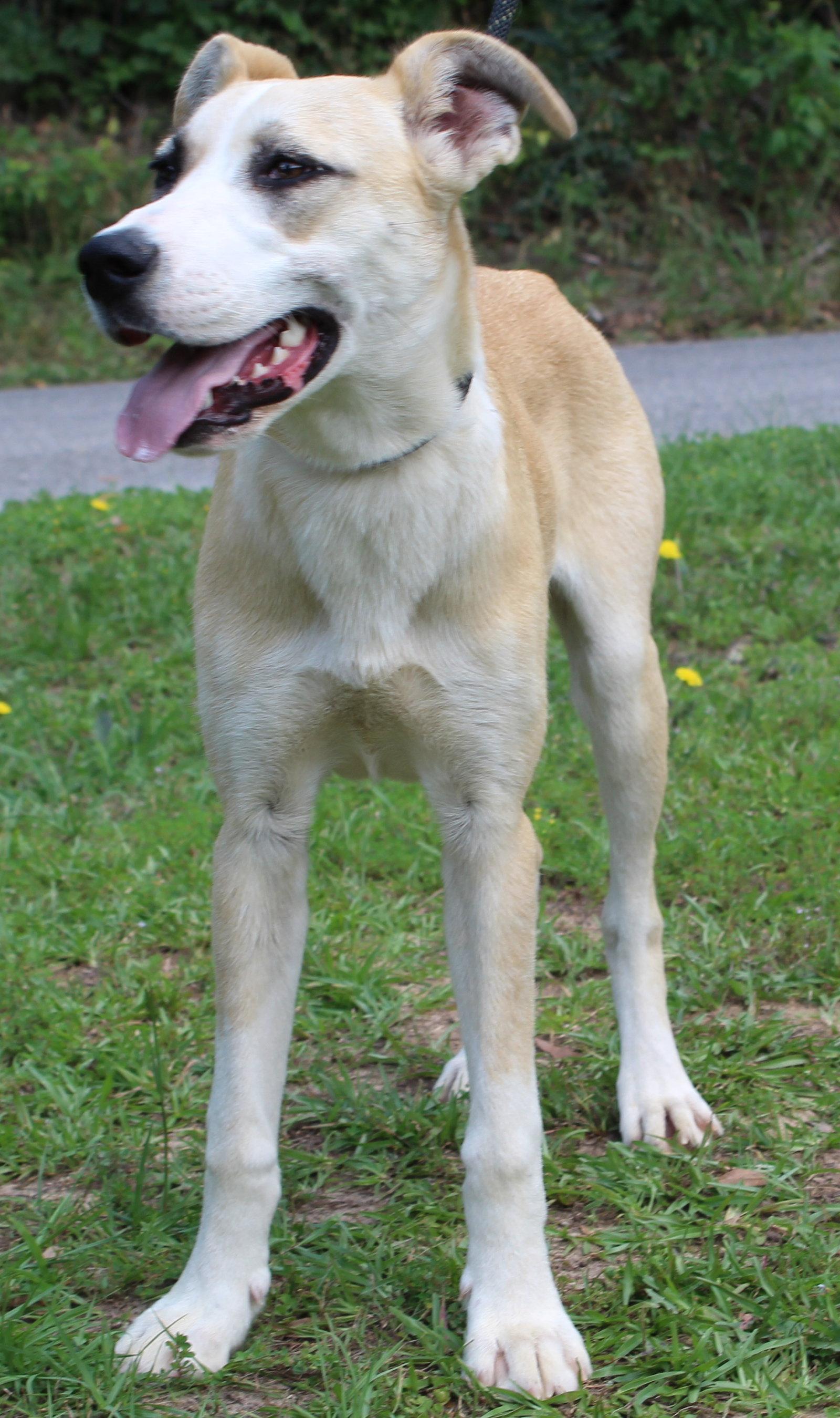 Penelope 43602, Adoptable, Young Female Husky.