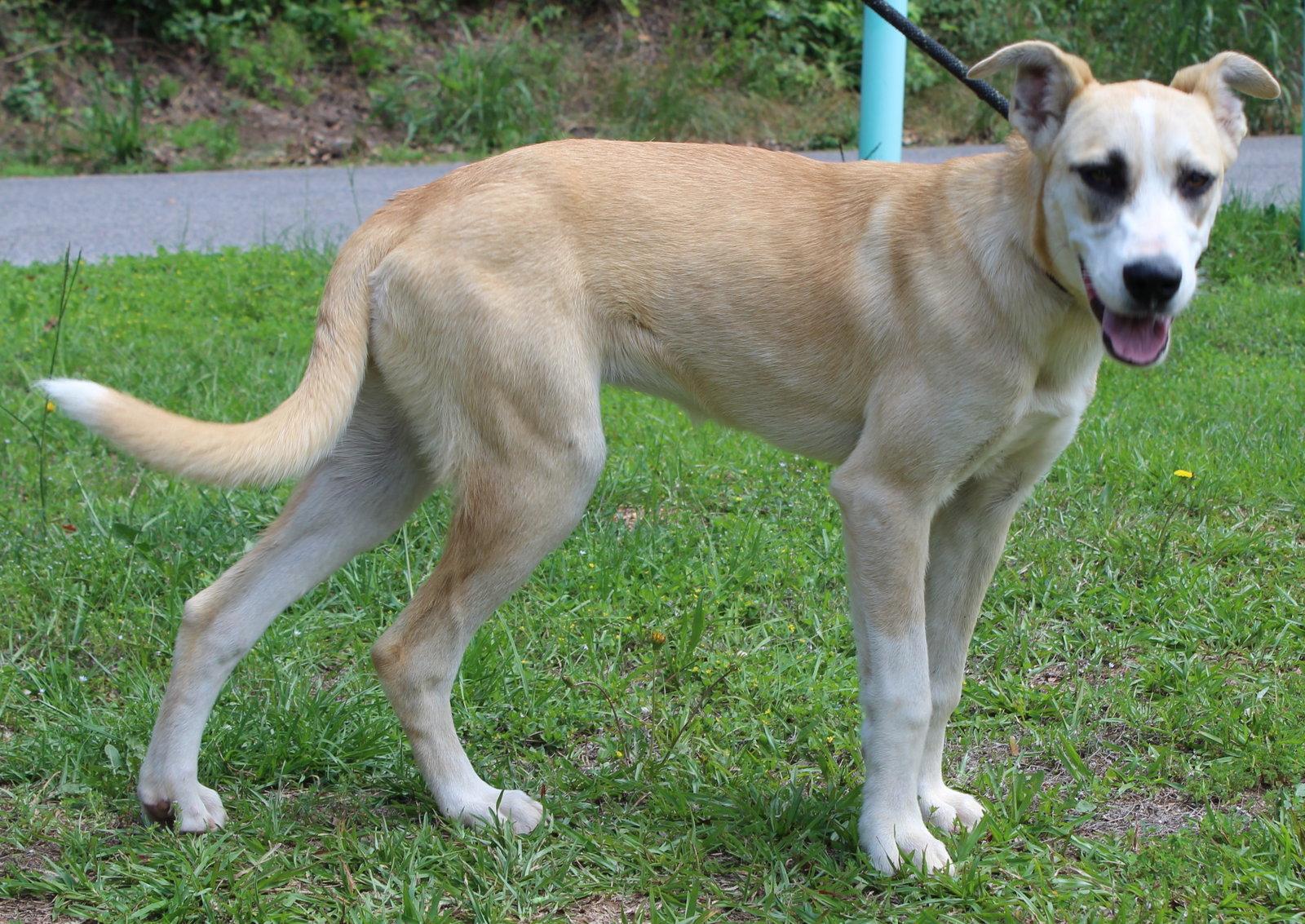 Penelope 43602, a Adoptable Husky in Prattville, AL image 2/3