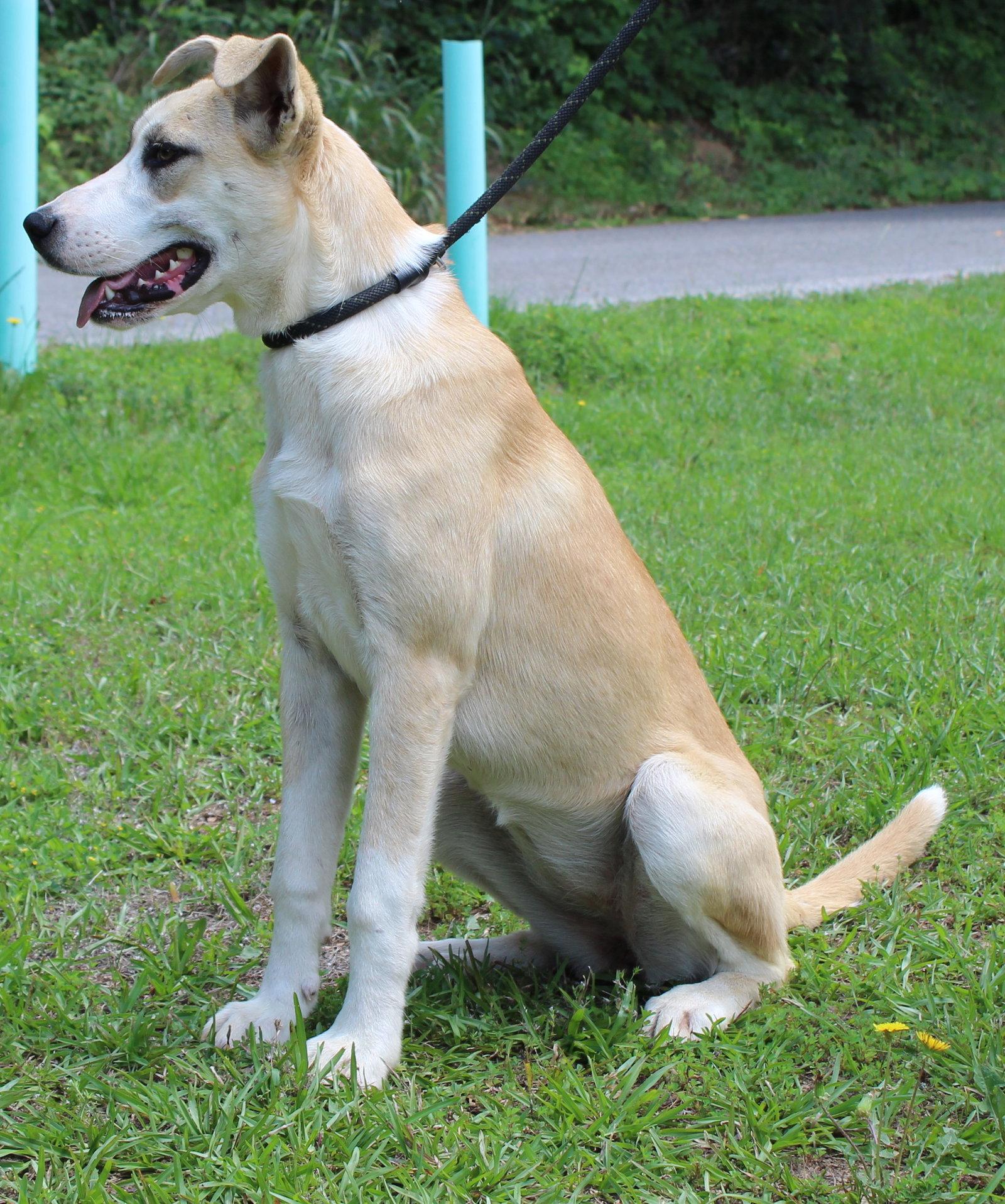 Penelope 43602, a Adoptable Husky in Prattville, AL image 3/3