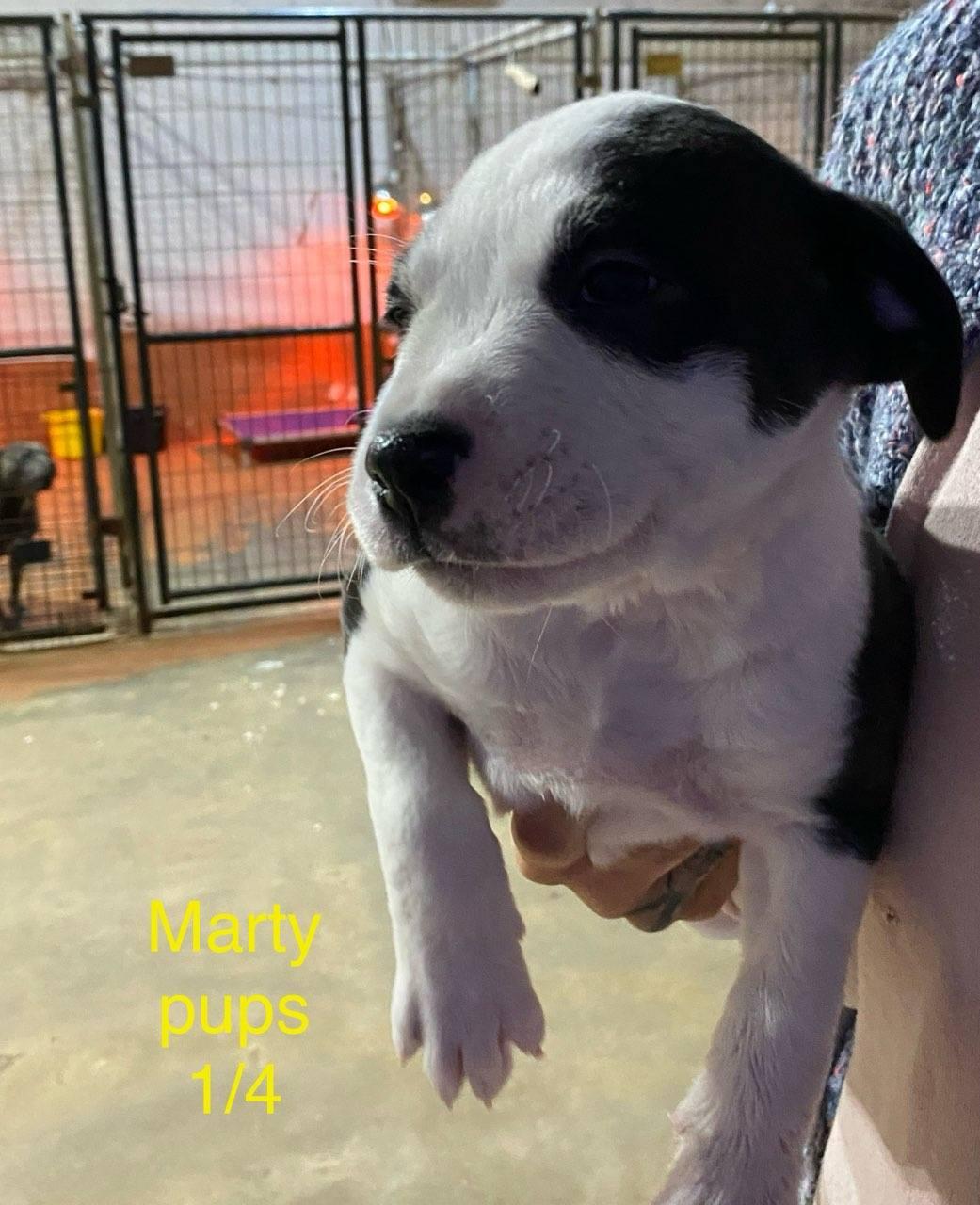 Marty litter, a ADOPTABLE mixed breed in Brooksville, FL image 4/4