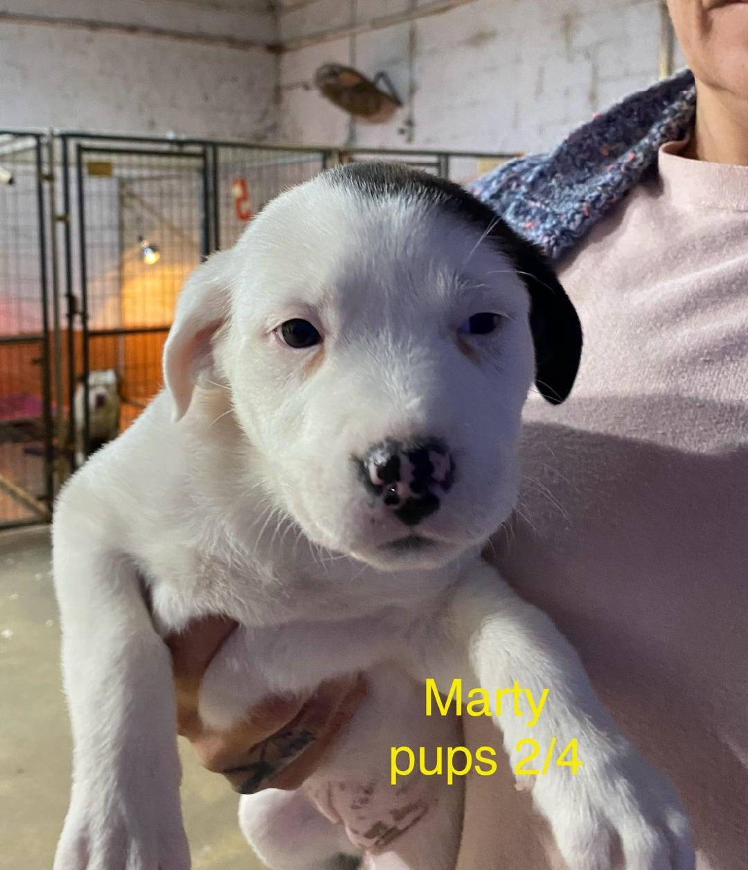 Marty litter, a ADOPTABLE mixed breed in Brooksville, FL image 3/4