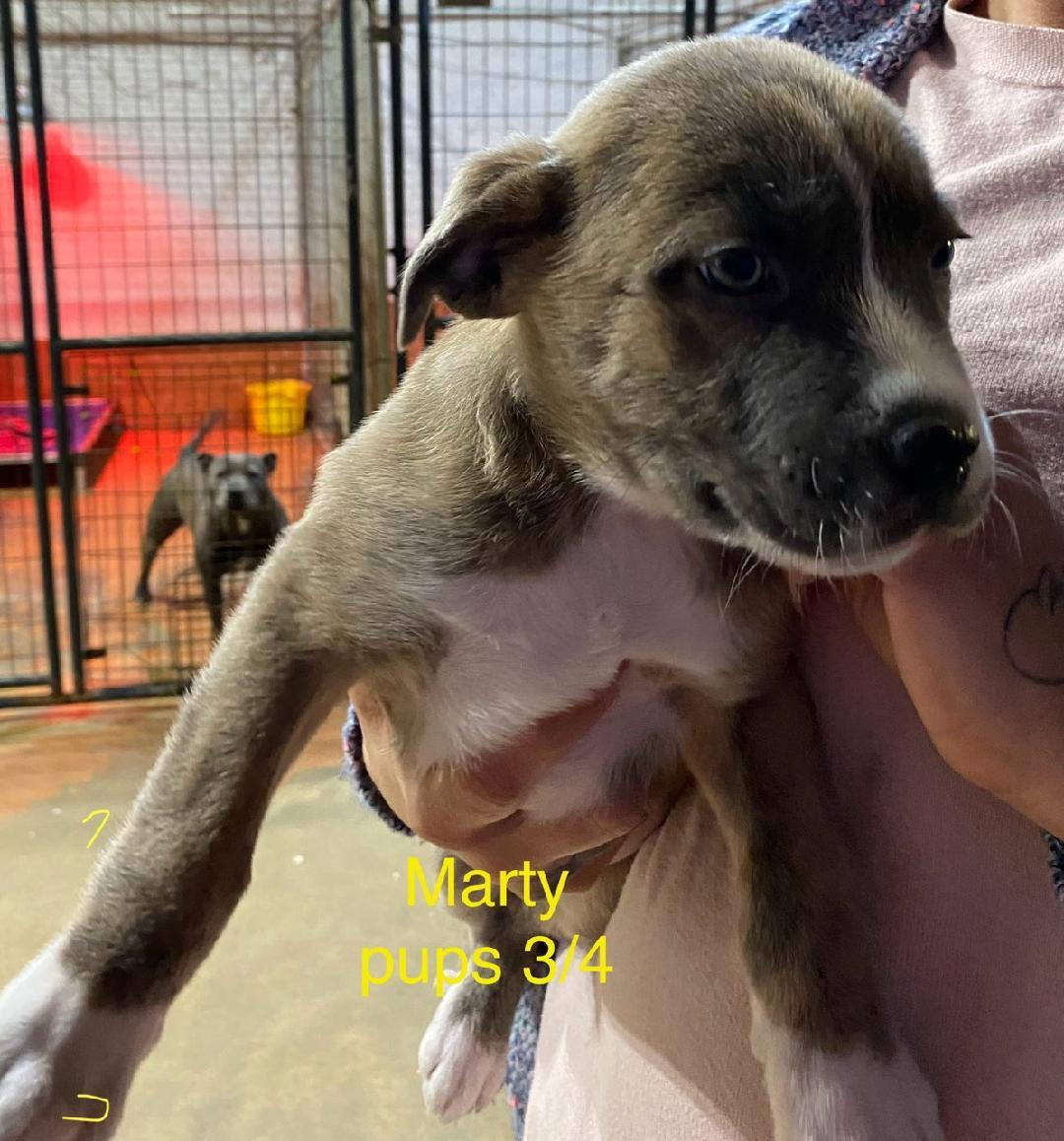 Marty litter, a ADOPTABLE mixed breed in Brooksville, FL image 1/4