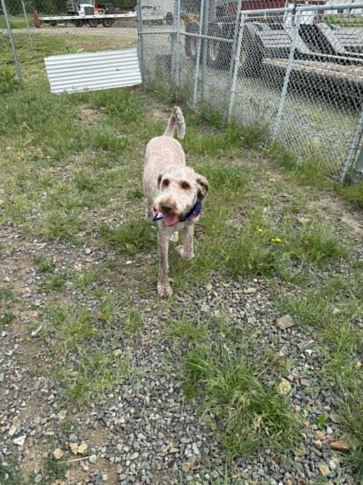 Piper, a ADOPTABLE mixed breed in St. Maries, ID image 3/4
