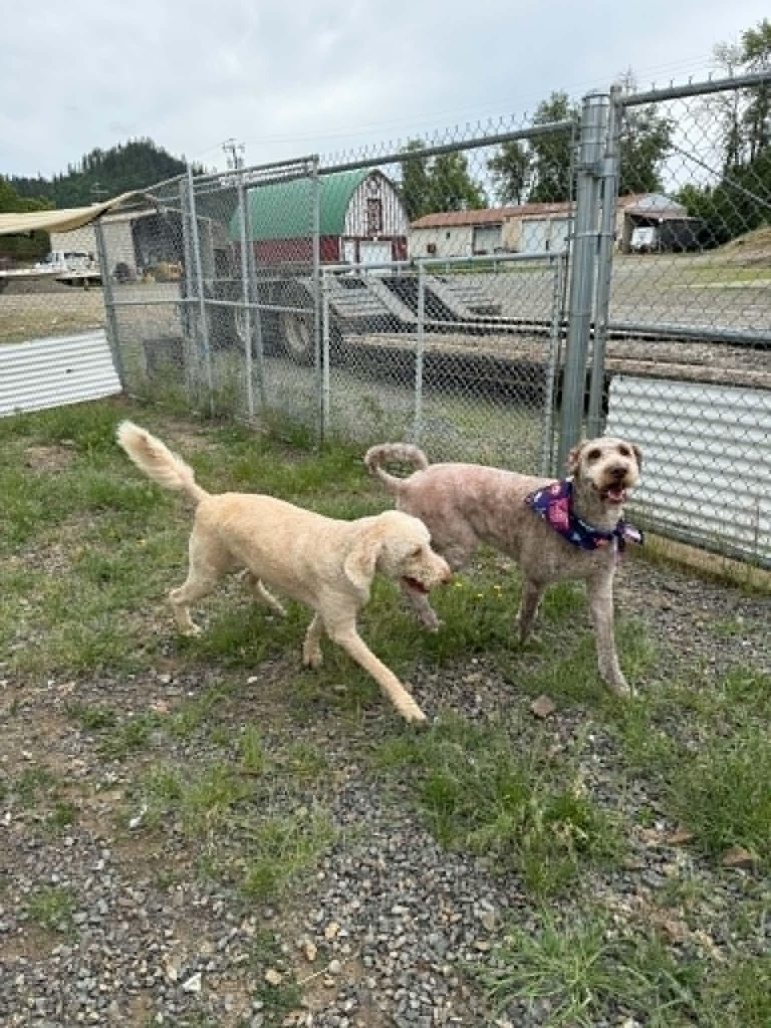 Piper, a ADOPTABLE mixed breed in St. Maries, ID image 4/4