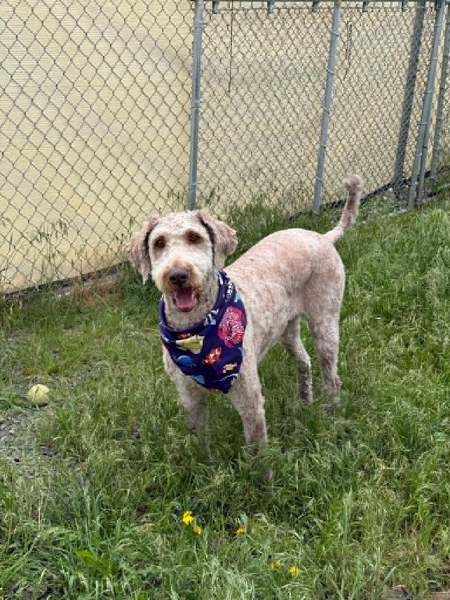 Piper, a ADOPTABLE mixed breed in St. Maries, ID image 1/4