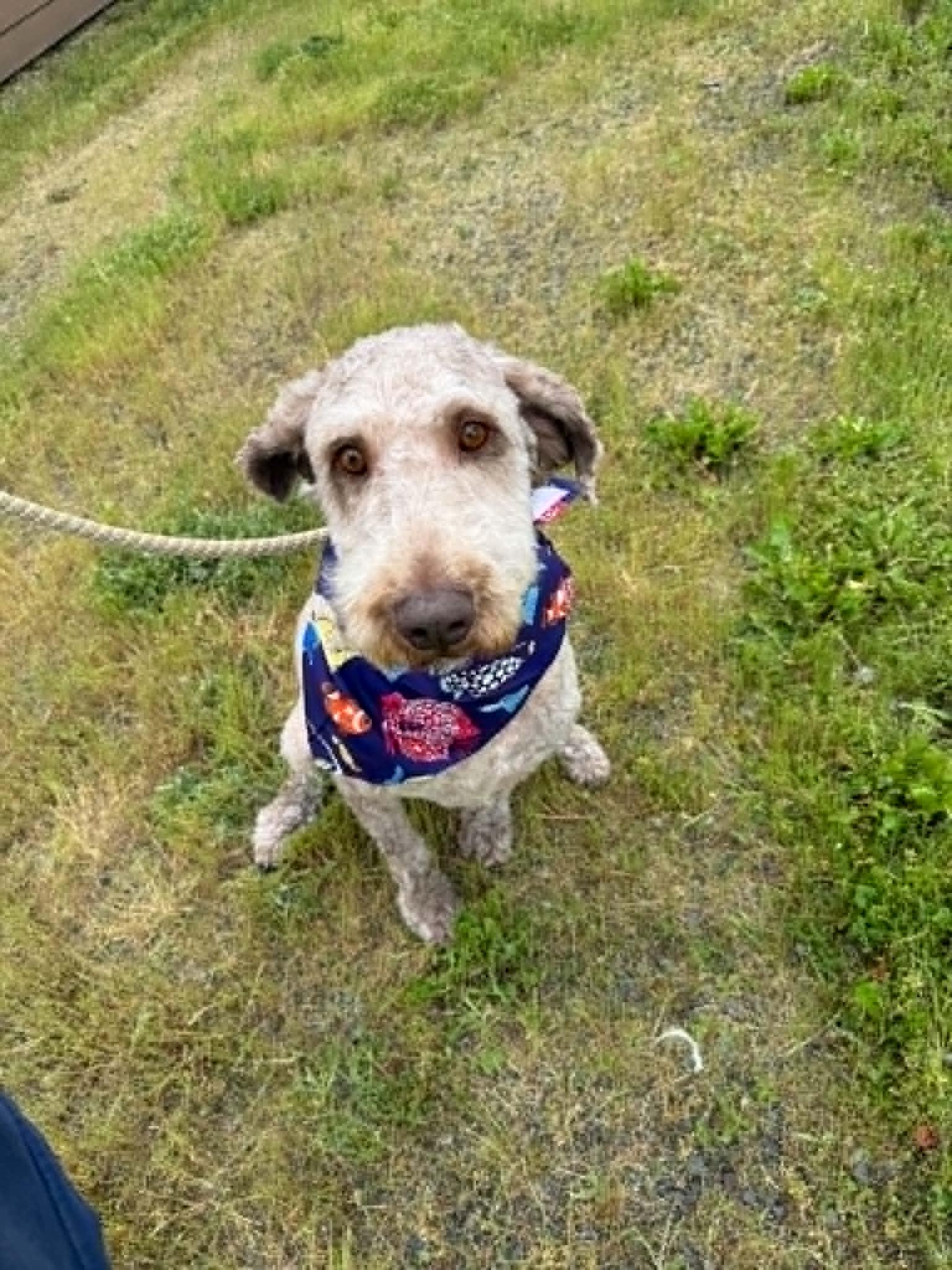 Piper, a ADOPTABLE mixed breed in St. Maries, ID image 2/4