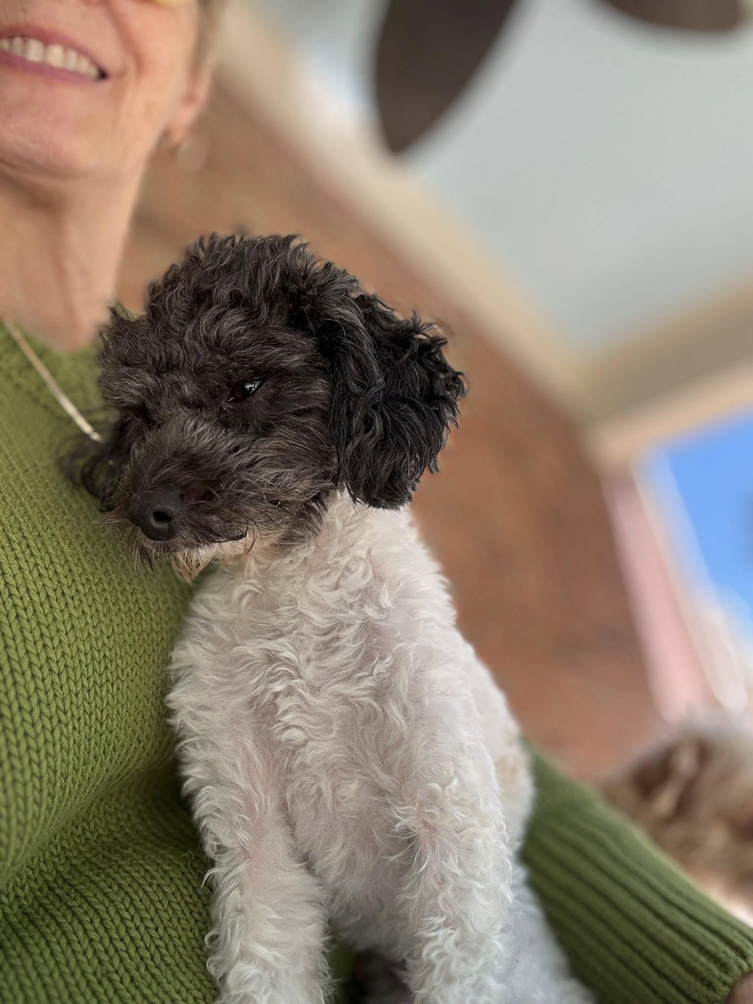 Snoopy, Adoptable, Adult Female Poodle.