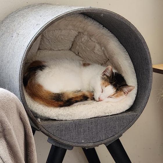 Lily, a Adoptable Domestic Short Hair in Toms Brook, VA image 2/4