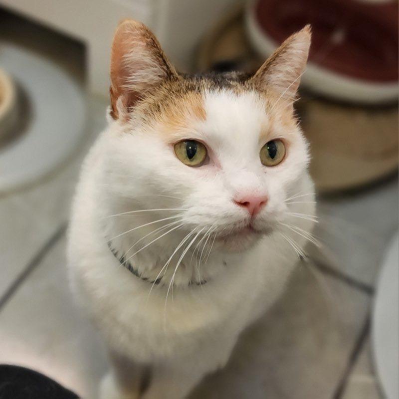 Lily, a Adoptable Domestic Short Hair in Toms Brook, VA image 3/4