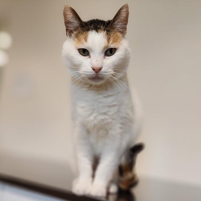 Lily, a Adoptable Domestic Short Hair in Toms Brook, VA image 4/4