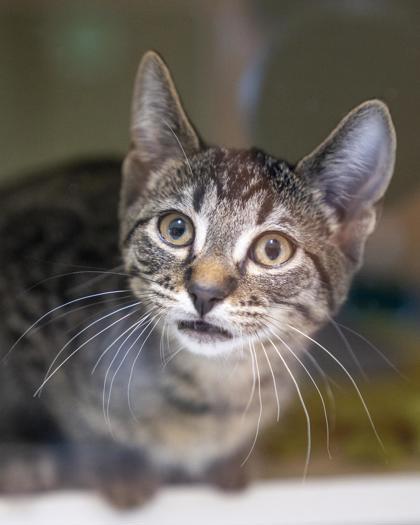 Paul, Adoptable, Kitten Male Domestic Short Hair & Domestic Short Hair.